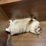 (分類:)位於 。 由 twtwing0v0 提交(商品編號 1466461019,圖片 1)。簡介: 。