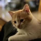(Category: ) located in . Submitted by asyrfun (Listing ID 1456010598, Image 1). Description: .
