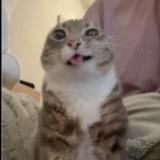 (Category: ) located in . Submitted by chronicbackpainfella59 (Listing ID 1453161859, Image 1). Description: .