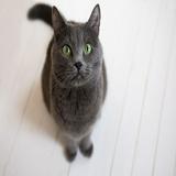 (分類:)位於 。 由 catlover100 提交(商品編號 1454841846,圖片 1)。簡介: 。