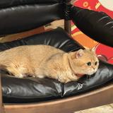 (Category: ) located in . Submitted by waneatsatay (Listing ID 1454598320, Image 1). Description: .