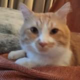 (Category: ) located in . Submitted by kimsunoo_bachira (Listing ID 1454771369, Image 1). Description: .