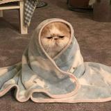 (Category: ) located in . Submitted by kappechinosells (Listing ID 1454874750, Image 1). Description: .