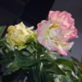 (Category: ) located in . Submitted by lienchau (Listing ID 1456348866, Image 1). Description: .