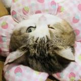 頭像