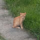 (Category: ) located in . Submitted by meshaps (Listing ID 1455521049, Image 1). Description: .