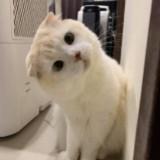 (Category: ) located in . Submitted by munchymunchy23 (Listing ID 1455674643, Image 1). Description: .