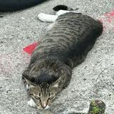 (Category: ) located in . Submitted by cariszah (Listing ID 1454854812, Image 1). Description: .