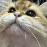 (Category: ) located in . Submitted by ImHang (Listing ID 1446640933, Image 1). Description: .
