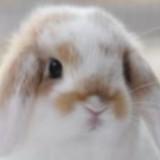 (Category: ) located in . Submitted by odd_bunny (Listing ID 1455893019, Image 1). Description: .