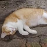 (Category: ) located in . Submitted by zealcat.ec3b42 (Listing ID 1455968864, Image 1). Description: .