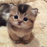 (Category: ) located in . Submitted by peachorbit (Listing ID 1455892557, Image 1). Description: .