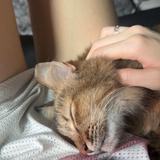 (Category: ) located in . Submitted by skyhlland (Listing ID 1456048435, Image 1). Description: .