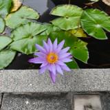 (Category: ) located in . Submitted by hey.hi.qin.jia (Listing ID 1465301995, Image 1). Description: .