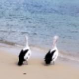 (Category: ) located in . Submitted by livingalifeky35 (Listing ID 1456181315, Image 1). Description: .
