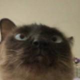 (Category: ) located in . Submitted by kari.pink (Listing ID 1452642062, Image 1). Description: .
