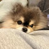 (分類:)位於 。 由 charlesm0618718 提交(商品編號 1452439359,圖片 1)。簡介: 。