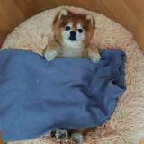 (分類:)位於 。 由 jai.b_no.1 提交(商品編號 1456146198,圖片 1)。簡介: 。