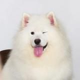 (分類:)位於 。 由 jgfvk 提交(商品編號 1461739807,圖片 1)。簡介: 。