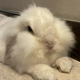 (Category: ) located in . Submitted by mooooon (Listing ID 1456150273, Image 1). Description: .