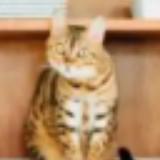 (Category: ) located in . Submitted by mechanger (Listing ID 1465075816, Image 1). Description: .