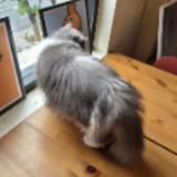 (Category: ) located in . Submitted by noble.dickson_cheah (Listing ID 1456279623, Image 1). Description: .