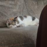 (Category: ) located in . Submitted by farrr.___ (Listing ID 1456157677, Image 1). Description: .
