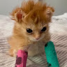 (Category: ) located in . Submitted by sploinkycatlover (Listing ID 1459405388, Image 1). Description: .