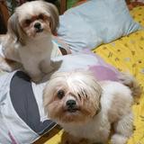 (Category: ) located in . Submitted by kuyaclaw (Listing ID 1456277550, Image 1). Description: .