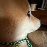 (分類:)位於 。 由 rumii99 提交(商品編號 1456559591,圖片 1)。簡介: 。