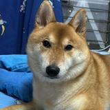 (分類:)位於 。 由 wingchannnn 提交(商品編號 1457662803,圖片 1)。簡介: 。