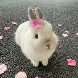 (Category: ) located in . Submitted by joyilim (Listing ID 1456591593, Image 1). Description: .