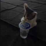 (Category: ) located in . Submitted by tiger_mp (Listing ID 1456434838, Image 1). Description: .