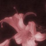 (Category: ) located in . Submitted by rose.and.lilies (Listing ID 1455402898, Image 1). Description: .