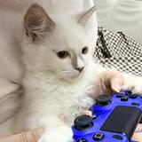 (分類:)位於 。 由 pijarinfah 提交(商品編號 1456913078,圖片 1)。簡介: 。