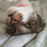 (Category: ) located in . Submitted by mindy_cwq (Listing ID 1456803135, Image 1). Description: .