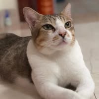 (Category: ) located in . Submitted by happycat13 (Listing ID 1456809457, Image 1). Description: .
