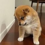 (分類:)位於 。 由 26.dser 提交(商品編號 1457062777,圖片 1)。簡介: 。