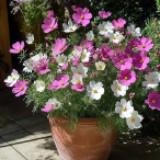 (Category: ) located in . Submitted by gardening_ideas (Listing ID 1440141208, Image 1). Description: .