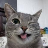 (分類:)位於 。 由 dordorthecat 提交(商品編號 1457096829,圖片 1)。簡介: 。