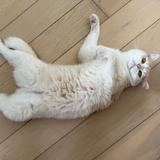 (分類:)位於 。 由 rareowl.44ede0 提交(商品編號 1456978806,圖片 1)。簡介: 。