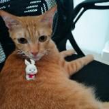 (Category: ) located in . Submitted by streetgatos (Listing ID 1414907092, Image 1). Description: .
