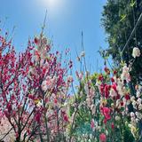 (分類:)位於 。 由 cherry.306 提交(商品編號 1457354839,圖片 1)。簡介: 。