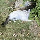 (Category: ) located in . Submitted by justaboredteen (Listing ID 1457457961, Image 1). Description: .