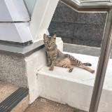 由 fussycat88 (刊登 ID 1457589968,圖片 1) 提交,位於 的 (類別:),說明:。