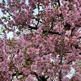 (Category: ) located in . Submitted by achiakk (Listing ID 1457603371, Image 1). Description: .