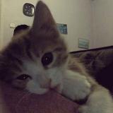 (Category: ) located in . Submitted by nrsofea_ (Listing ID 1459293895, Image 1). Description: .