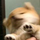 (分類:)位於 。 由 ywhrhd254885 提交(商品編號 1451078516,圖片 1)。簡介: 。