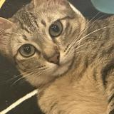 (Category: ) located in . Submitted by christan0708 (Listing ID 1457829351, Image 1). Description: .