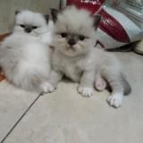 (Kategori: ) berada di . Dikirim oleh fastwater_f2e3f5 (ID iklan 1457917551, Gambar 1). Deskripsi: .